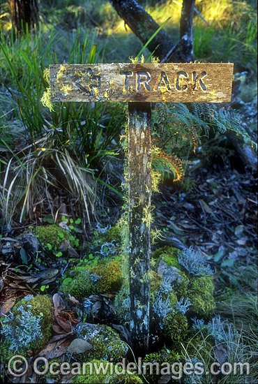 Rainforest track sign New England National Park photo