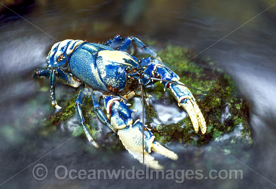 Lamington Spiny Lobster Euastacus sulcatus photo