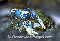Lamington Spiny Lobster Euastacus sulcatus Photo - Gary Bell