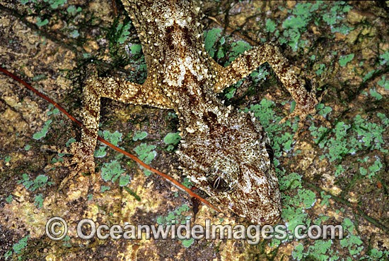 Leaf-tailed Gecko on rainforest tree photo