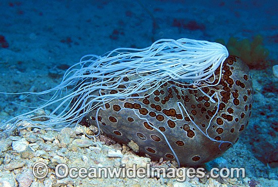 Sea Cucumber with Cuvierian tubules photo