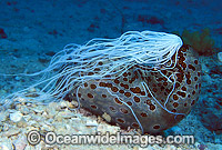Sea Cucumber with Cuvierian tubules Photo - Gary Bell