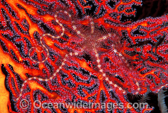 Brittle Star on Gorgonian Fan Coral photo