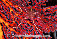 Brittle Star on Gorgonian Fan Coral Photo - Gary Bell