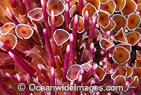 Flower Sea Urchin Photo - Gary Bell