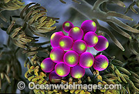 Grape-like vesicles of Sea Anemone Photo - Gary Bell