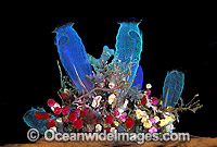 Sea Tunicates Blue and Strawberry Photo - Gary Bell