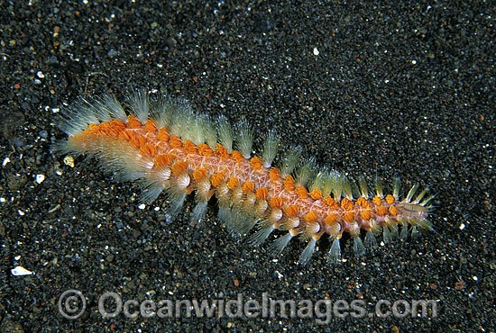 red bristle worms