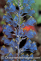 Sea Tunicate Colony Photo - Gary Bell