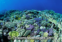 Coral Reef Photo - Gary Bell