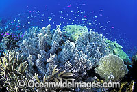 Corals Basslets Damselfish Photo - Gary Bell