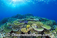 Corals Great Barrier Reef Photo - Gary Bell