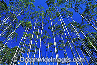 Flooded gum eucalypt forest Photo - Gary Bell