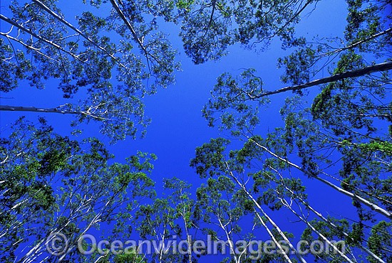 Flooded gum eucalypt forest photo