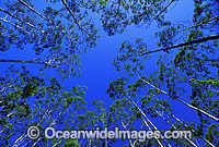 Flooded gum eucalypt forest Photo - Gary Bell