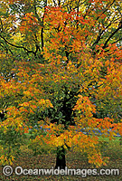 Autumn colours Pistacia chinensis tree Photo - Gary Bell