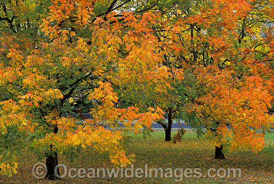 Autumn colours Pistacia chinensis trees photo