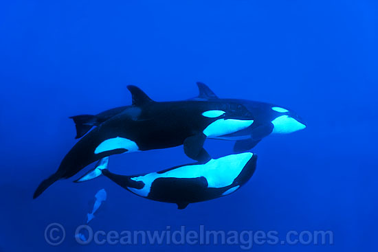 Orca pod underwater photo