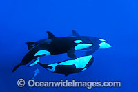 Orca pod underwater Photo - Jim Johnson