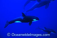 Orca Photo - Jim Johnson