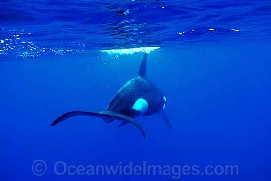 Orca tail underwater photo
