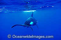 Orca tail underwater Photo - Jim Johnson
