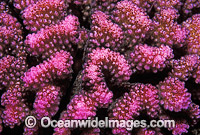 Pocillopora Coral Pocillopora meandrina Photo - Gary Bell