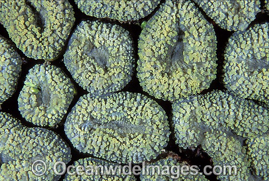 Mussid Coral Lobophyllia sp. photo