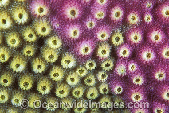Acroporid Coral Astreopora myriophthalma photo