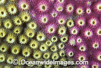 Acroporid Coral Astreopora myriophthalma Photo - Gary Bell