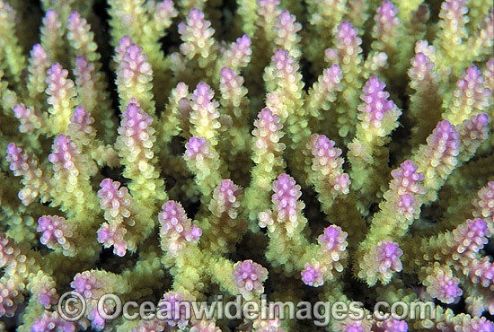 Acropora Coral Acropora sp. photo