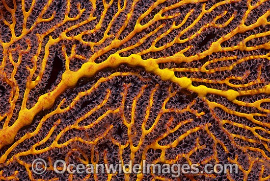 Gorgonian Fan Coral Great Barrier Reef photo