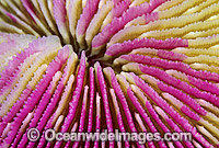 Mushroom Coral Great Barrier Reef Photo - Gary Bell