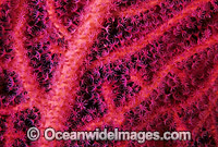 Gorgonian Fan Coral Photo - Gary Bell