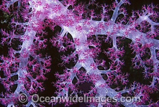 Soft Coral detail Great Barrier Reef photo