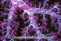 Soft Coral detail Great Barrier Reef Photo - Gary Bell
