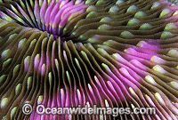 Mushroom Coral Fungia sp. Photo - Gary Bell