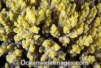 Acropora Coral Great Barrier Reef Photo - Gary Bell