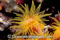 Sunshine Coral Tubastraea Photo - Gary Bell