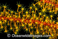 Whip Coral Great Barrier Reef Photo - Gary Bell