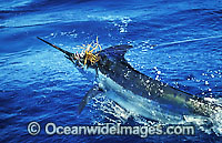 Blue Marlin Makaira mazara Photo - John Ashley