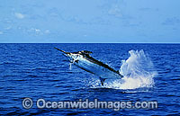 Blue Marlin breaching Photo - John Ashley