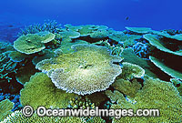 Coral Great Barrier Reef Photo - Gary Bell