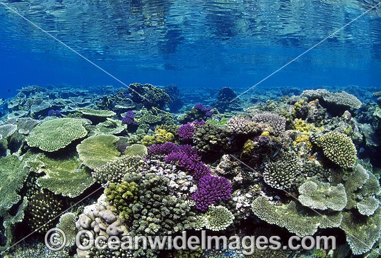 Corals Great Barrier Reef photo