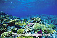 Acropora Corals Great Barrier Reef Photo - Gary Bell