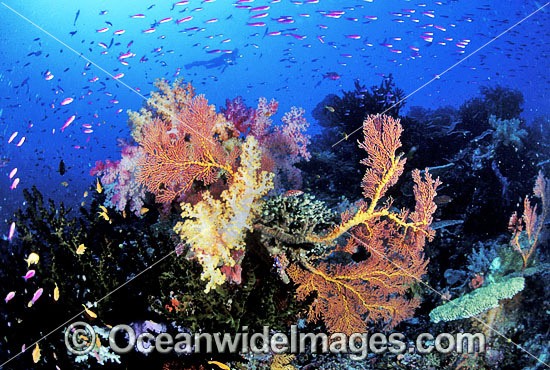 Fan Coral and Soft Coral photo