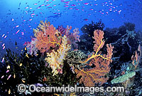 Fan Coral and Soft Coral Photo - Gary Bell