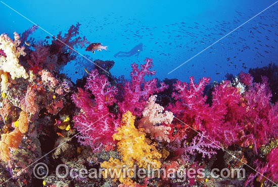 Scuba Diver on Soft Coral reef photo