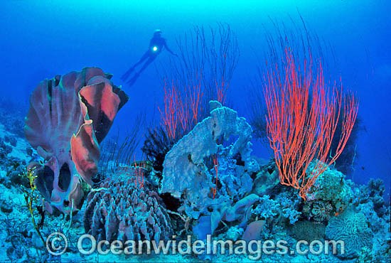 Scuba Diver and Coral reef photo