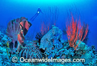 Scuba Diver and Coral reef Photo - Gary Bell